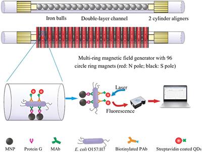 Advancements in magnetic nanoparticle-based biosensors for point-of-care testing